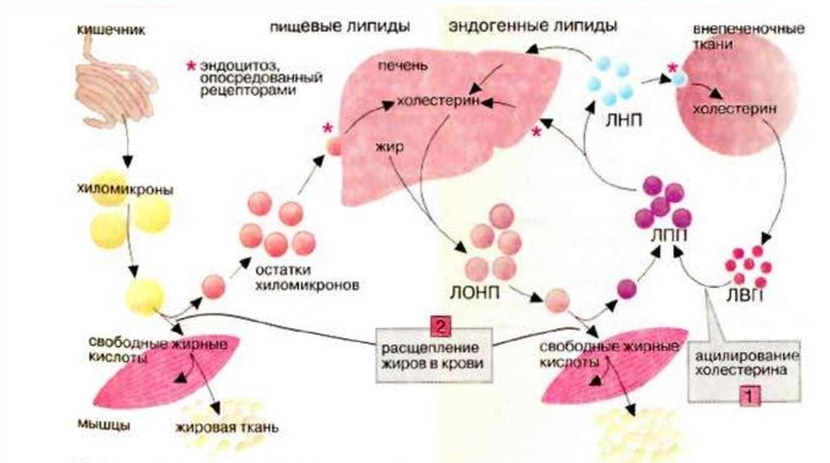 Рисунок 1. Пути метаболизма жирных кислот в организме, фото