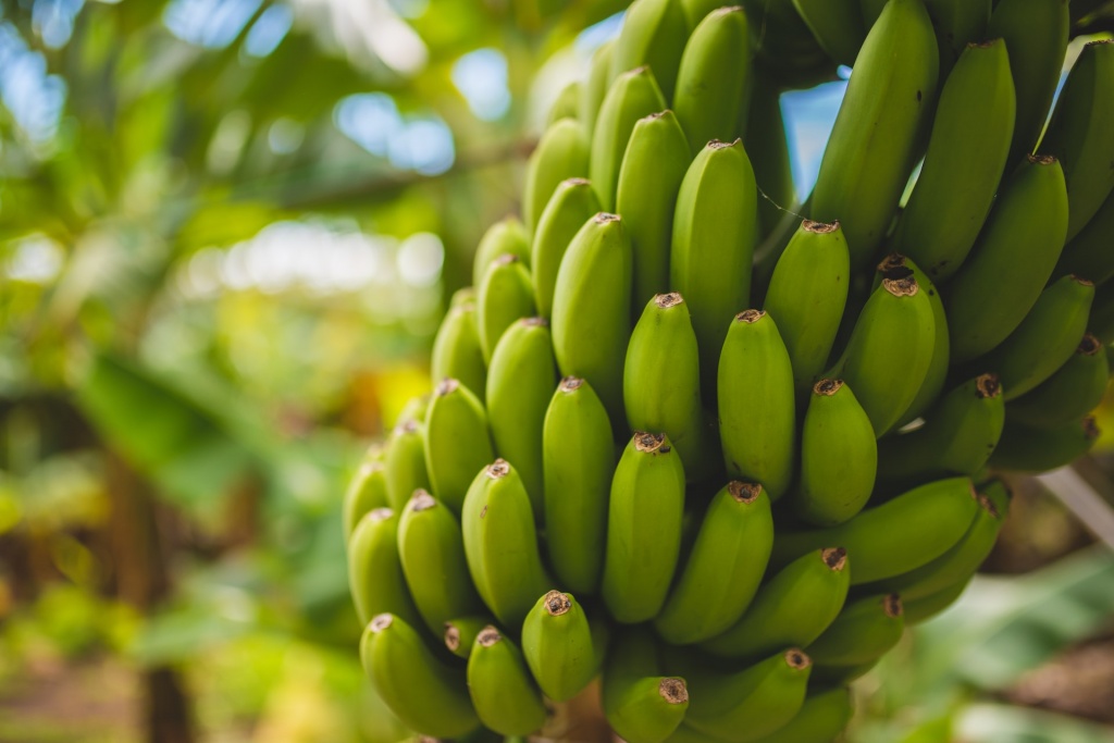 Незрелые (зеленые) бананы могут привести к запору, фото