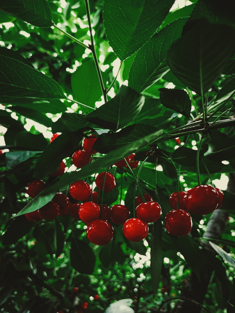 В народной медицине используются не только ягоды, но и другие части вишневого дерева, фото